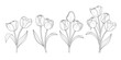 Tulip flower graphic outline style. Vector illustration.