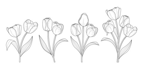 Tulip flower graphic outline style. Vector illustration.