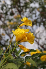 Wall Mural - Yellow Trumpet Flower on the tree branch. Bush of Yellow elder