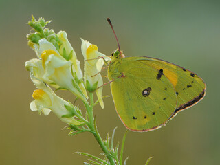 Wall Mural - a yellow butterfly Colias hyale   on a  flower in the early morning on a glade awaiting dawn