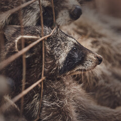 Wall Mural - Cute raccoons in a cage in a zoo begging for food