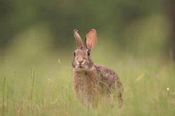 Wall Mural - rabbit in the grass