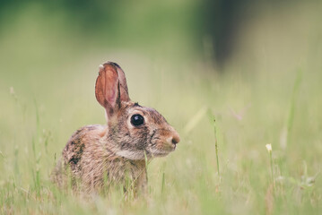 Wall Mural - rabbit in the grass