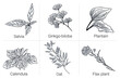 Herbs collection. Set of hand drawn plant illustrations, salvia plant, ginkgo-biloba, plantain leaves, calendula flower, oat, flax plant
