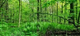 Fototapeta Las - green bamboo forest