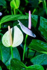 Poster - Anthurium hookeri Schott.