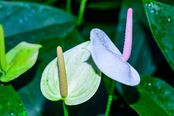 Wall Mural - Anthurium hookeri Schott.