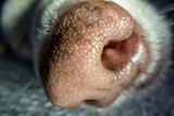 Fototapeta Dmuchawce - Macro closeup of texture of dog's nose