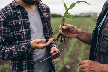 Wall Mural - close up of workers inspecting corn plant on corn field