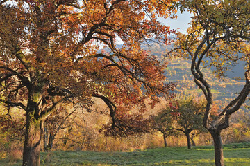 Wall Mural - apple  trees with red foliage in ochard  in autumn