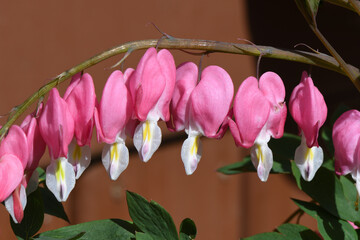 Canvas Print -  close up of a string of bleeding hearts