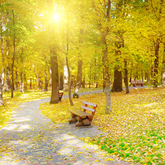 Wall Mural - Autumn park with yellow leaves and wooden bench .