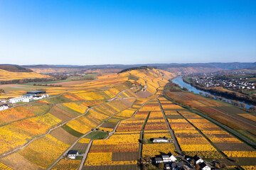 Aerial view, Germany, Rhineland-Palatinate, region Bernkastel-Wittlich, .Kesten, Moselle, vineyards in autumn