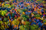 Fototapeta Do pokoju - Autumn treetops