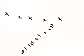 A flock of black Cormorants flying in V formation isolated on a white sky suitable for compositing