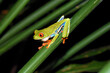 Green frog (red-eyed tree frog) in Costa Rica