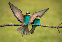 Bee-eaters Flying In Spring, Green And Defocused Background