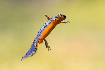 Wall Mural - Alpine newt aquatic animal swimming in freshwater habitat