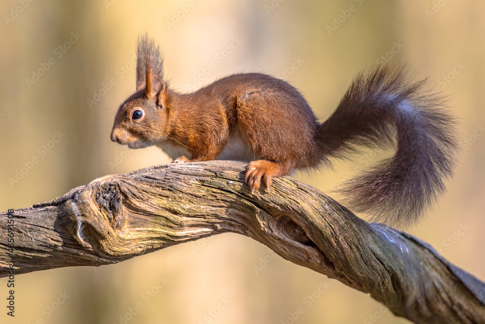 Eurasian red squirrel on branch in forest - obrazy, fototapety, plakaty 