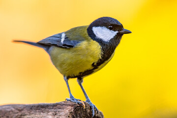 Poster - Great tit garden bird perched on branch