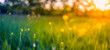 Leinwanddruck Bild - Abstract soft focus sunset field landscape of yellow flowers and grass meadow warm golden hour sunset sunrise time. Tranquil spring summer nature closeup and blurred forest background. Idyllic nature