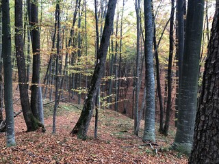 Romanian forest