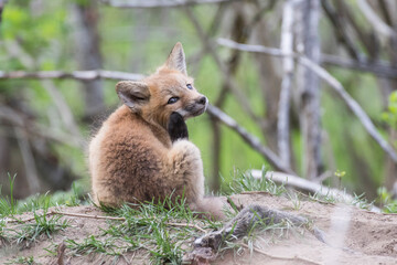 Wall Mural - Cute Baby red fox in spring