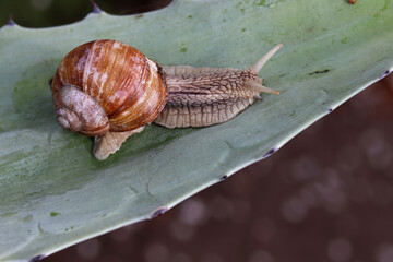 snail on a leaf