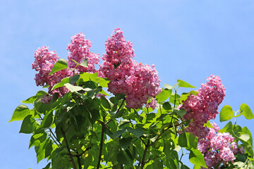 Wall Mural - beautiful bright flowers of blossoming lilac