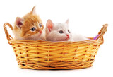 Fototapeta Koty - Red and white kitten in a basket.