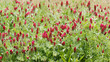 (Trifolium incarnatum) Nützliche Schönheit und Prächtige Felder mit dunkelroten Blüten des Inkarnat-Klee oder Rosenklee (Trifolium incarnatum)
