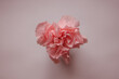 Spraynelke rosa close  up, Hintergrund rosa