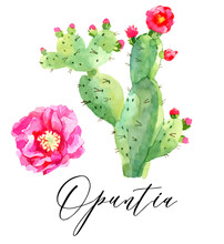 Opuntia. Prickly Pear. Hand Drawn Watercolor Cactus. Isolated On White Background
