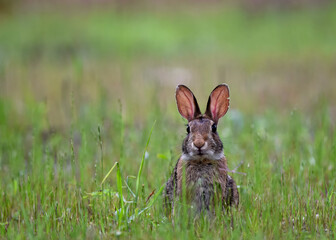 Wall Mural - rabbit in the grass