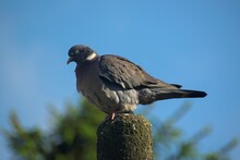 Closeup Of A Pigeon On A Pole