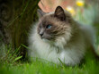 canvas print picture - Ragdoll Cat