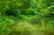 louisiana swamp Water  with Nature