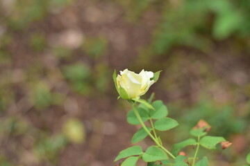 Close up rose flowers in nature