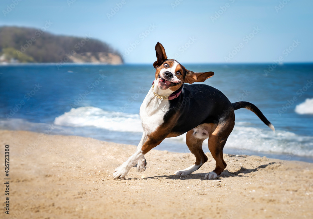 Śmieszna mina psa. Pies bawi się na plaży - obrazy, fototapety, plakaty 