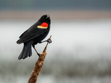 Red Winged Black Bird Male