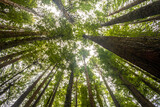 Fototapeta Na ścianę - Looking up at tall redwood trees in the Otways, Victoria, Australia