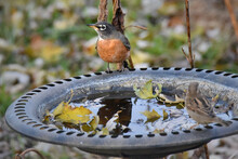 American Robin Bird, Perched On Bird Bath In Autumn