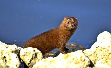 Wall Mural - mink on river bank