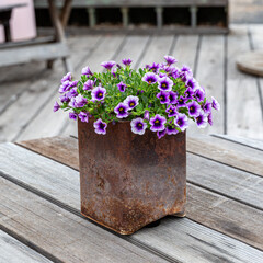 Wall Mural - Up close view at purple Petunias (Petunioideae)