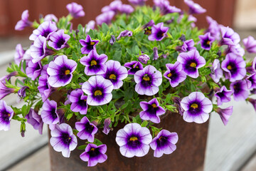 Wall Mural - Up close view at purple Petunias (Petunioideae)