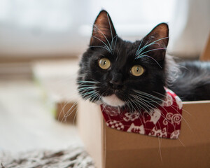 Black cat with a red cravat in a box at the living room he likes to get inside boxes