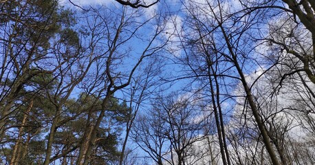 trees and sky