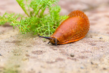 A Large Red Slug Crawling Along The Cobblestones With Traces Of Raindrops In Search Of Food, Selective Focus
