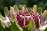 Fototapeta Tulipany - Artichoke in Garden With Blurred Green Plant Background