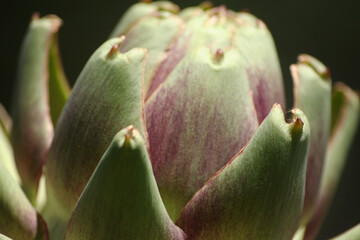 Artichoke in Garden With Blurred Green Plant Background